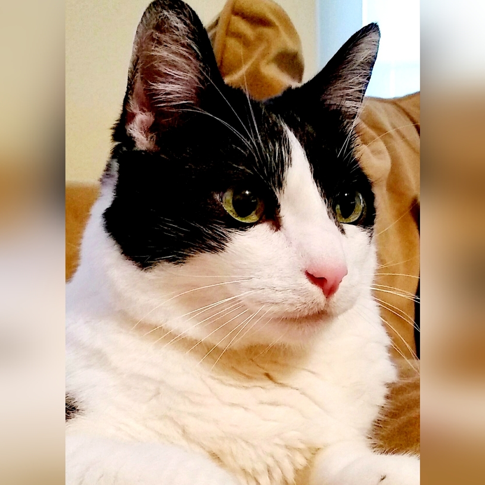 Meet your Posher, MooMooTBE